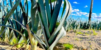 Cuidar el suelo y el agua para asegurar un mañana sostenible Cultivo ecológico de puerro
