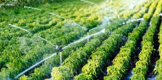 Presenta una demanda de ejecución de sentencia en el contencioso del contrato eléctrico de doble tarifa para el regadío regadío