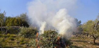 El Programa Nacional de Control de Contaminación Atmosférica 2023-2030 recoge evitar la quema de restos de poda quema de restos de poda