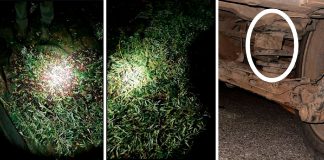 Estima que esta campaña se han robado más de un millón de kilos de aceituna robo de aceitunas