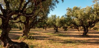Invertir en suelo rústico, valor seguro Finca rústica