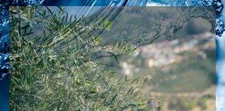 La importancia del agua: momentos clave para el buen desarrollo del fruto. D.O.P. Aceite Sierra de Cazorla D.O.P. Aceite Sierra de Cazorla