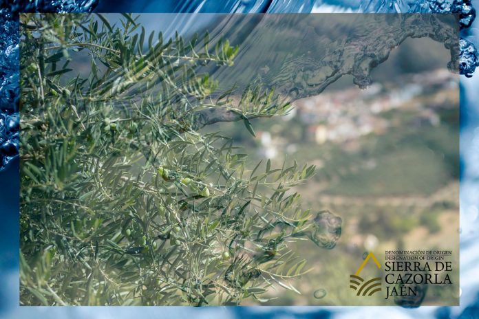 D.O.P. Aceite Sierra de Cazorla