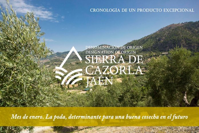 DOP Aceite Sierra de Cazorla 