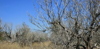 ¿Qué comunidad autónoma ha batido su récord histórico de tierras de cultivo abandonadas? tierra abandonada