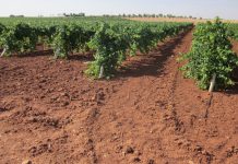 Nuevo pago de ayudas de reestructuración de viñedo de Castilla-La Mancha viñedo de regadío