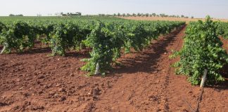 Representantes de regantes del Alto Guadiana achacan a la “nefasta” gestión de la Confederación Hidrográfica los recortes de las dotaciones viñedo de regadío