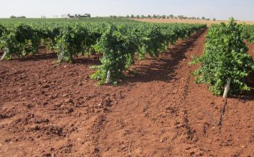 Nuevo pago de ayudas de reestructuración de viñedo de Castilla-La Mancha viñedo de regadío