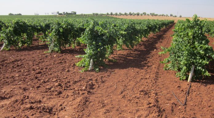 Nuevo pago de ayudas de reestructuración de viñedo de Castilla-La Mancha viñedo de regadío