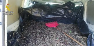 Tres investigados por falsificación y apropiación de 263.744 kilos de aceituna aceituna robada