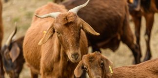 La Comisión Europea otorga al “Cabrito de Extremadura” la distinción de Indicación Geográfica Protegida cabrito de Extremadura