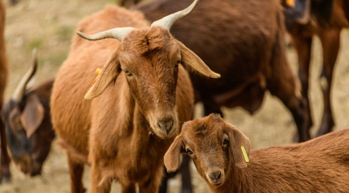 La Comisión Europea otorga al “Cabrito de Extremadura” la distinción de Indicación Geográfica Protegida cabrito de Extremadura