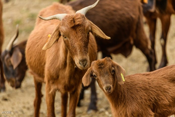 cabrito de Extremadura