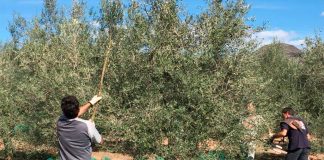 Alcaldes toledanos reclaman más seguridad durante la campaña de la aceituna recolección aceituna