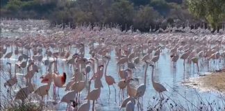 Los arroceros valencianos reclaman medidas ante la multiplicación de flamencos en la Albufera flamencos
