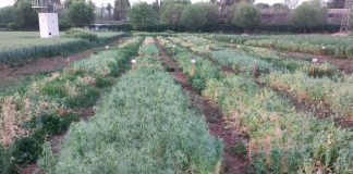 La Unión Europea reconoce la urgencia de apoyar al sector de las leguminosas forrajeras guisantes