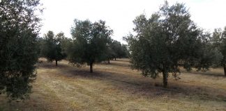 Un solo guarda rural interviene más de 600 kilos de aceituna robada olivares