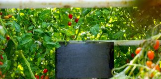 Recomiendan actuar ya contra la Tuta en tomate, una plaga que se ha adelantado a la primavera placas negras Horiver