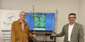 El presente y el futuro del olivar en Castilla-La Mancha y España se debatirá en Tomelloso I Fórum del Olivar