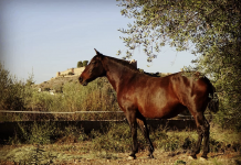A subasta pública nueve caballos con prestigio procedentes de un proceso judicial caballos con prestigio
