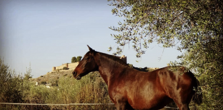 A subasta pública nueve caballos con prestigio procedentes de un proceso judicial caballos con prestigio