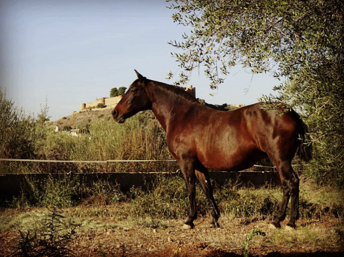 caballos con prestigio