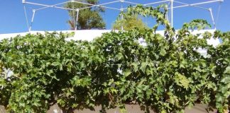 Investiga el comportamiento en el uso del agua de 24 variedades de vid cultivadas en condiciones de sequía IVICAM