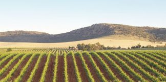 Castilla-La Mancha cuenta con una nueva Denominación de Origen Protegida de vinos DOP Campo de Calatrava