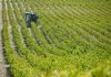 Castilla-La Mancha comienza a pagar el anticipo de la PAC 2026 cultivo