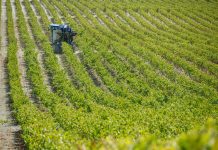 Castilla-La Mancha comienza a pagar el anticipo de la PAC 2026 cultivo