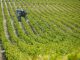 Castilla-La Mancha comienza a pagar el anticipo de la PAC 2026 cultivo