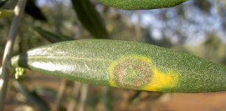 Aumenta el riesgo de repilo en el olivar repilo en el olivar