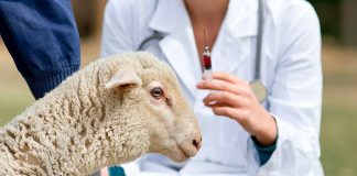 La Red de Alerta Sanitaria Veterinaria recomienda incrementar la vacunación para hacer frente a la lengua azul lengua azul