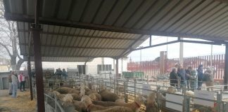 Adjudicados la totalidad de sementales de raza ovina manchega en la subasta de Manzanares Subasta de Sementales de raza ovina Manchega