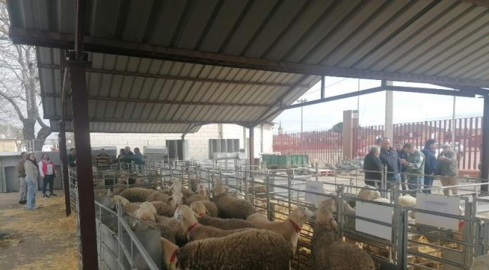Adjudicados la totalidad de sementales de raza ovina manchega en la subasta de Manzanares Subasta de Sementales de raza ovina Manchega