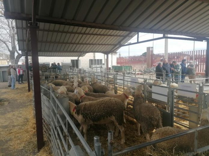 Subasta de Sementales de raza ovina Manchega