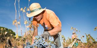 Organizaciones ecologistas se oponen a la rebaja ambiental de la PAC vendimia