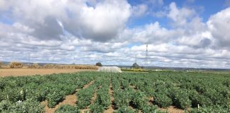 Nuevos proyectos de investigación para mejorar la productividad de cereales y leguminosas habas