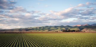 La adquisición de tierras fue el principal destino de la línea de inversión y circulante de SAECA en 2023 finca