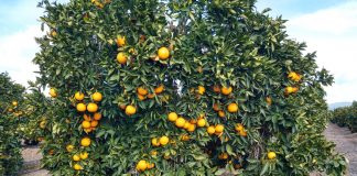 Denuncia la venta de naranjas de Egipto como si fueran de Palma del Río y con el reclamo de ‘Naranja Nacional’ naranjas