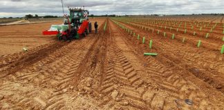 La mitad de los solicitantes de reestructuración de viñedo en Castilla-La Mancha se han quedado sin ayudas reestructuración de viñedo