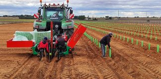 La ayuda media por hectárea para reestructuración de viñedo asciende a 4.677 euros reestructuración de viñedo