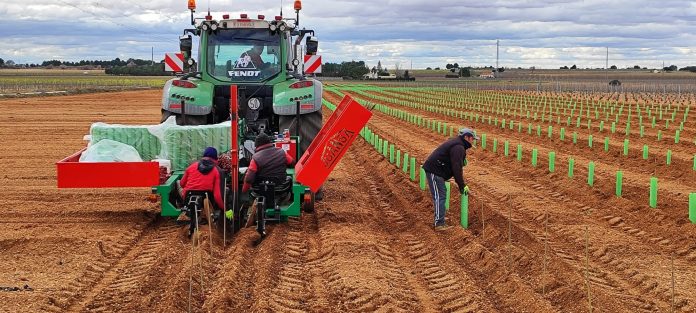 REESTRUCTURCION VIÑEDO reestructuración de viñedo