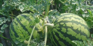 Los productores de sandía optan por ampliar el ciclo de producción sandía