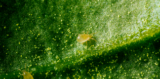 El control biológico en primavera facilita la protección frente a plagas en el próximo ciclo de invierno control biológico