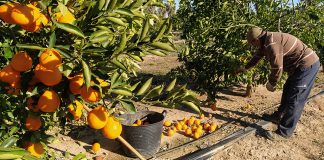 Pide a la Administración que investiguen la caída, de hasta el 30 por ciento, de los precios en origen de los cítricos naranjas