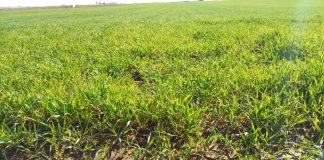 Vuelve a solicitar la quema controlada de rastrojos rastrojos de cereales