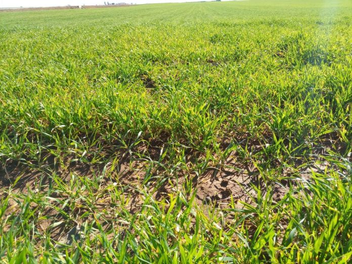 rastrojos de cereales