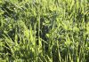Nuevos pagos de ayudas asociadas a agricultores y ganaderos de Castilla-La Mancha cereales y leguminosas