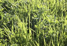 Nuevos pagos de ayudas asociadas a agricultores y ganaderos de Castilla-La Mancha cereales y leguminosas